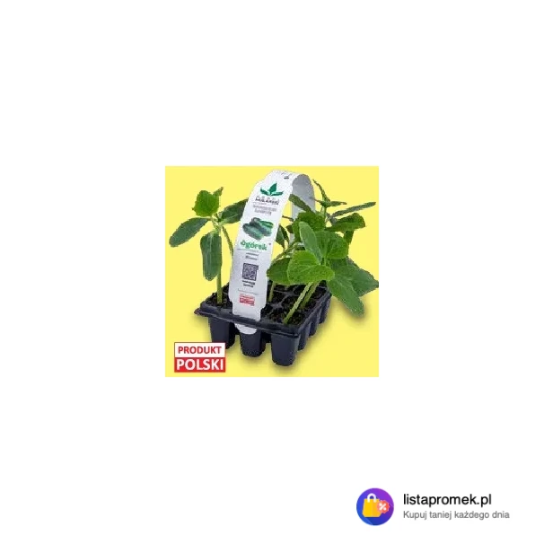 Polskie sadzonki warzyw