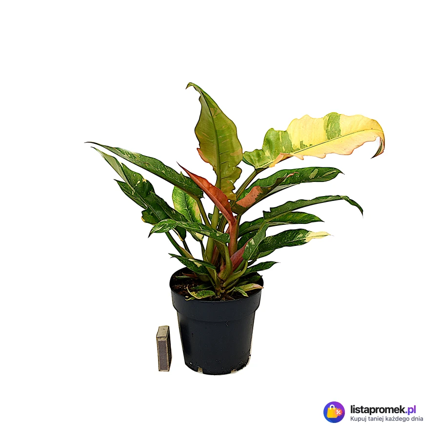 Polski filodendron