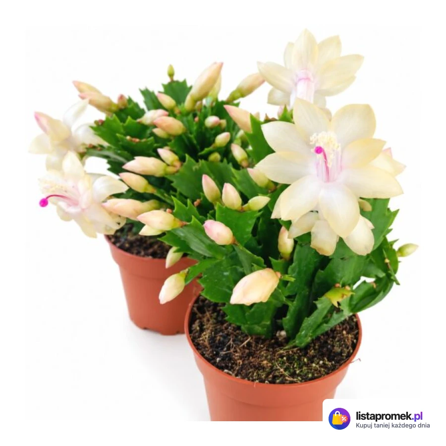 Schlumbergera