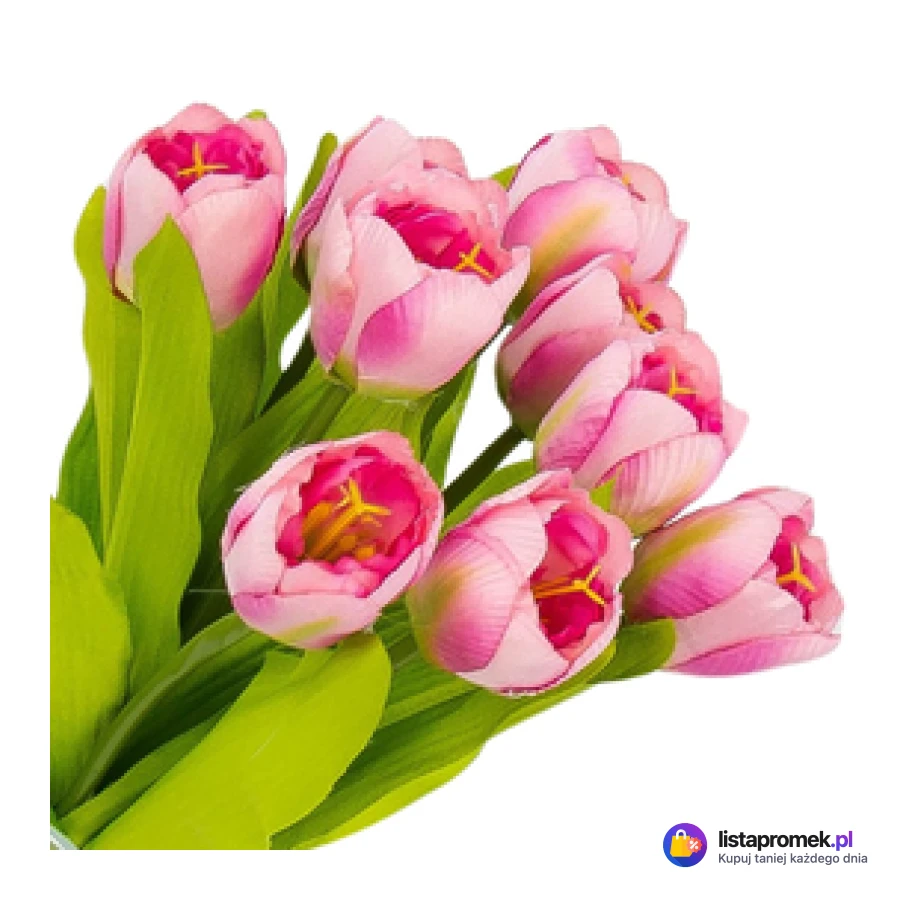 Tulipan