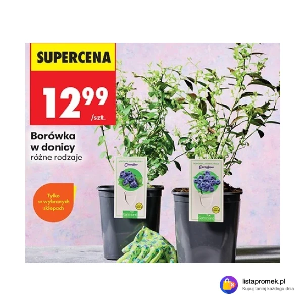 Borówka w donicy różne rodzaje