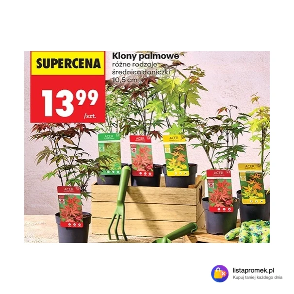 Klony palmowe różne rodzaje