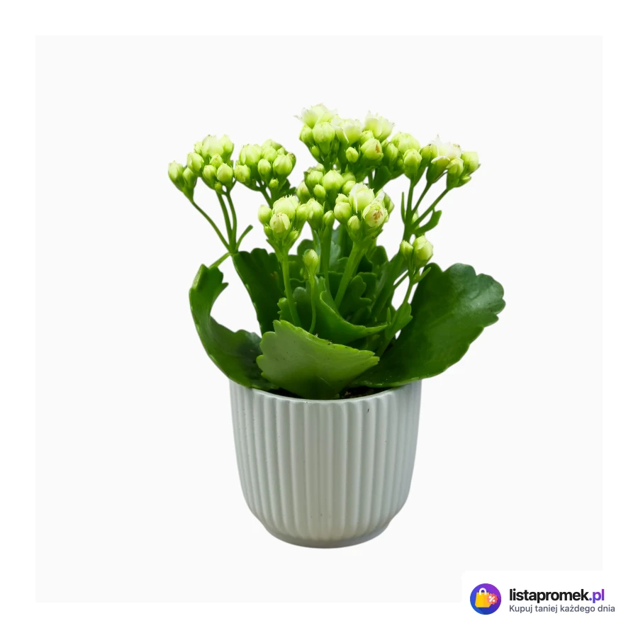 Kalanchoe w ceramice