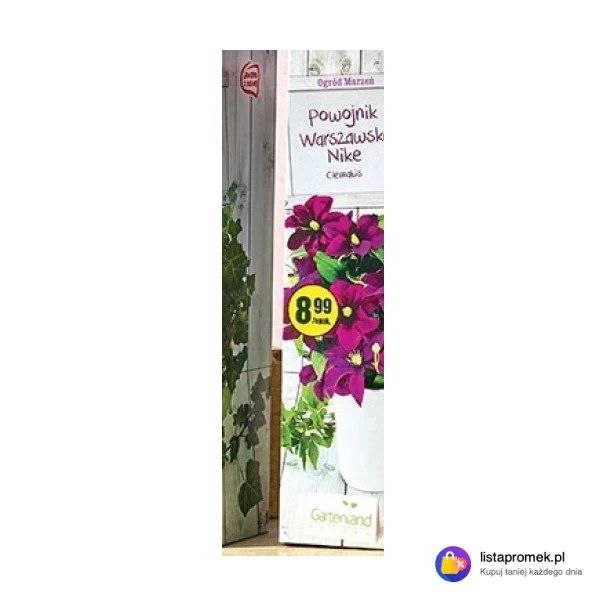 Powojnik Warszawska Nike