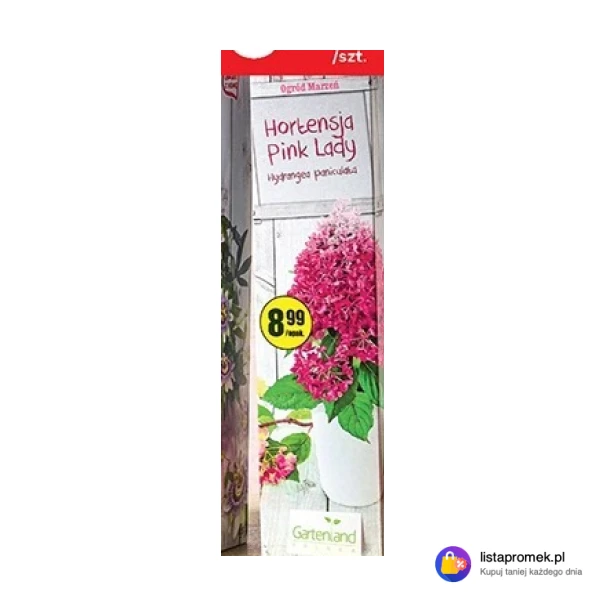 Hortensja Pink Lady