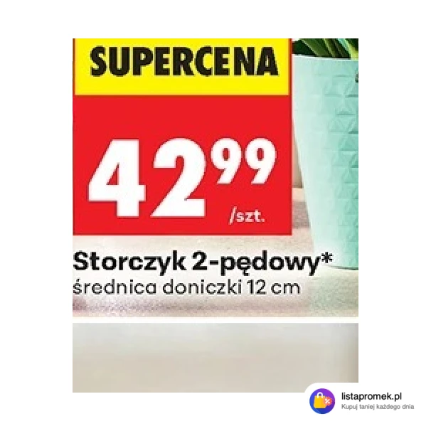 Storczyk 2-pędowy
