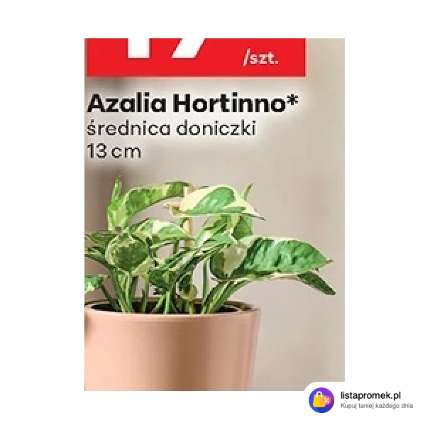 Azalia Hortinno