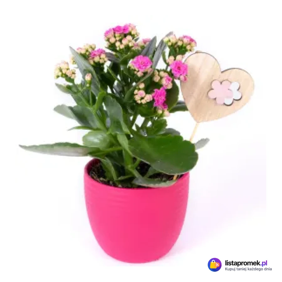 Kalanchoe
