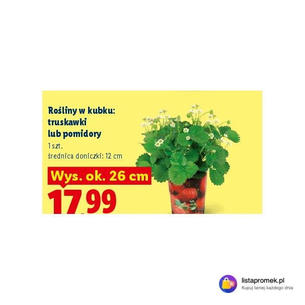 Rośliny w kubku: truskawki lub pomidory