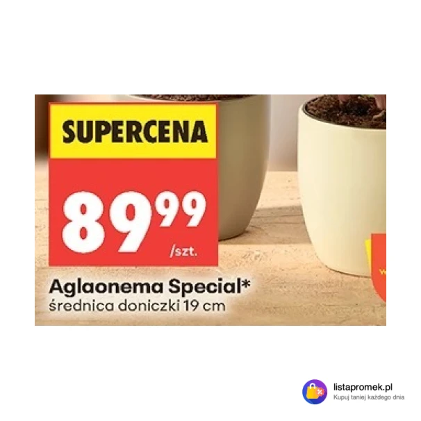 Aglaonema Special*