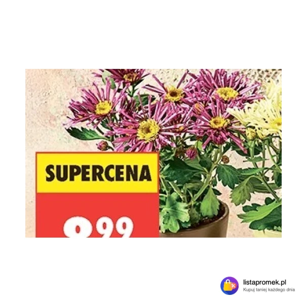 Chryzantema Special*